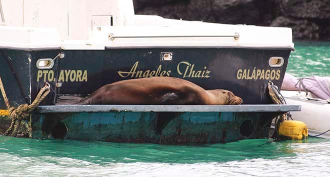 Sea Lions like boats to rest on © Annika Fredriksson